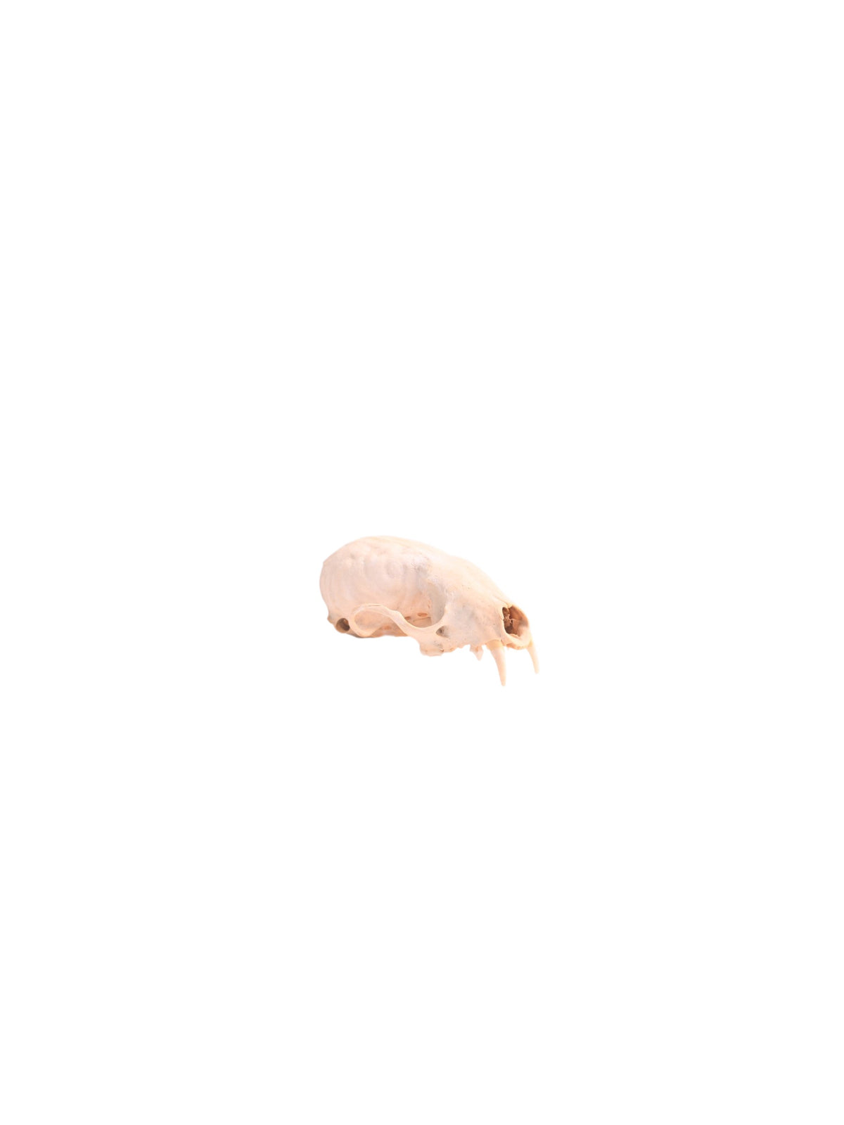 Crâne