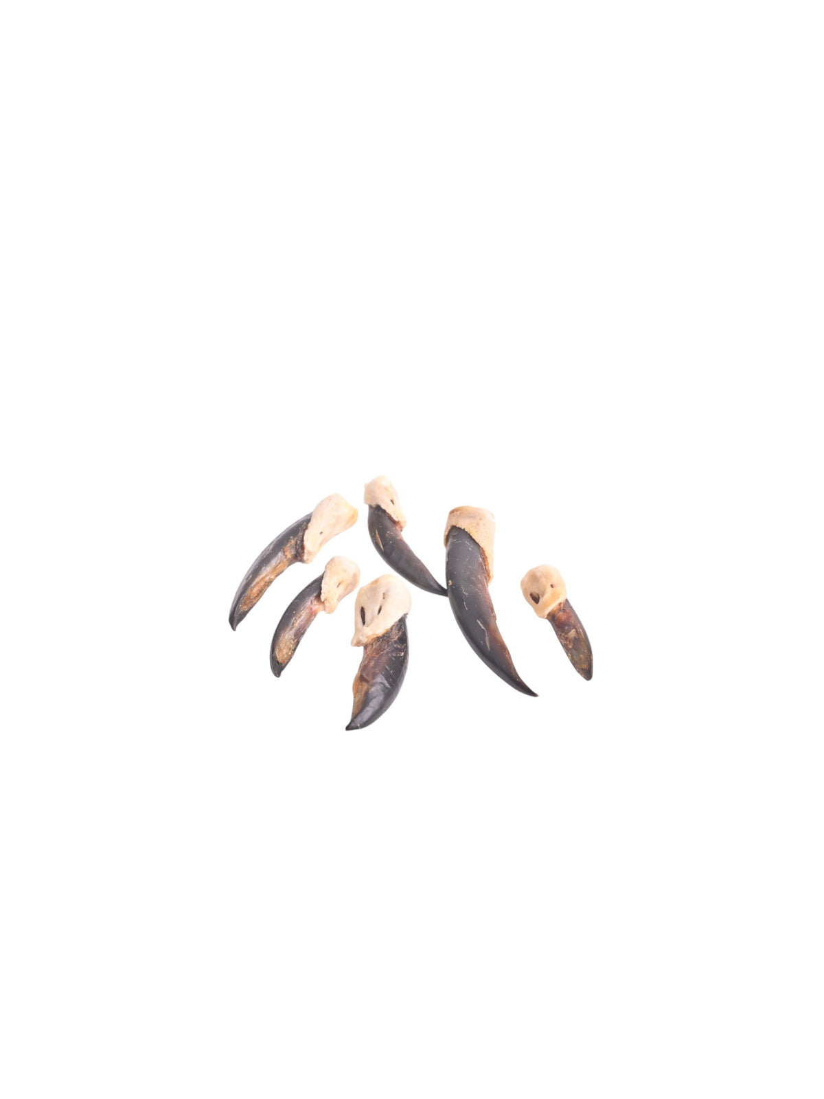 Griffes