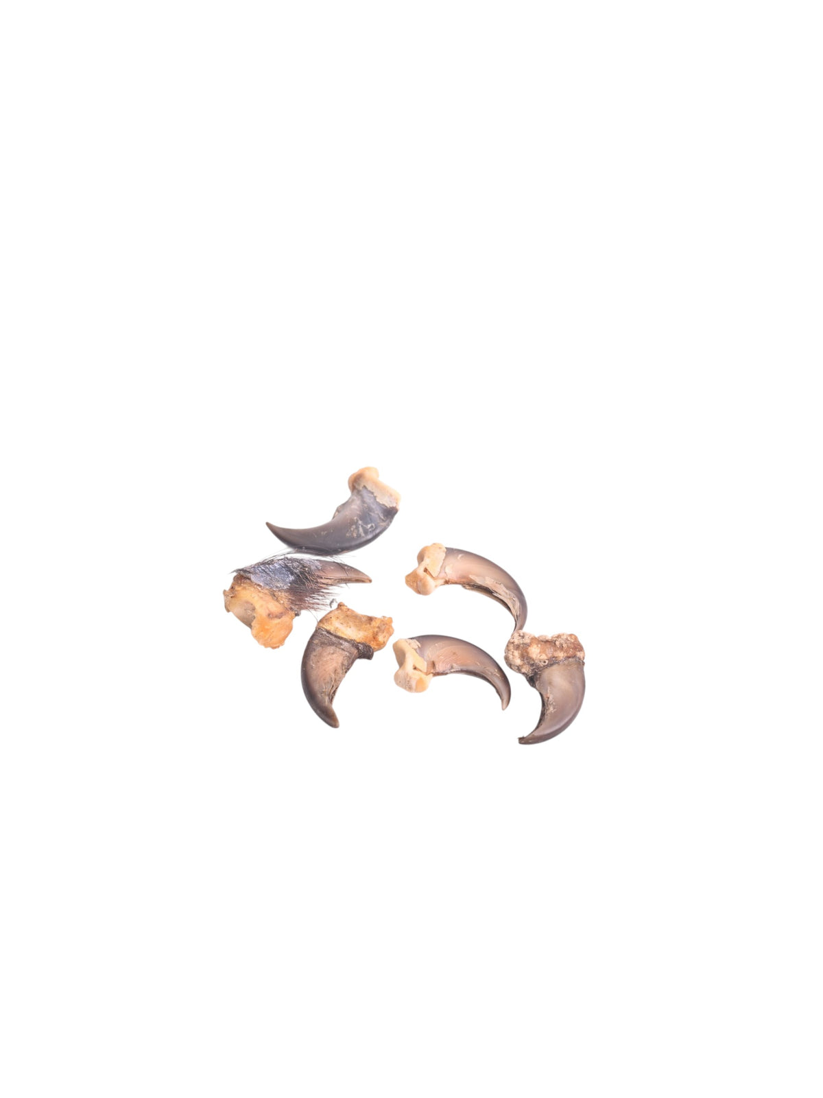 Griffes